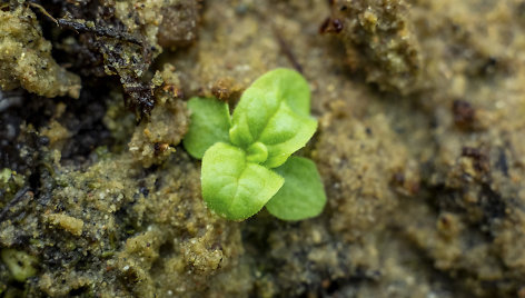 Verbascum blattaria