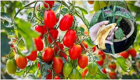 Ar bananų žievės padeda pomidorams augti?