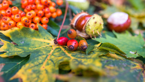 Rudens ženklai