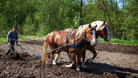 Pakruojo dvaro vasaros sezono atidaryme &ndash; sunkiųjų Lietuvos arklių varžybos