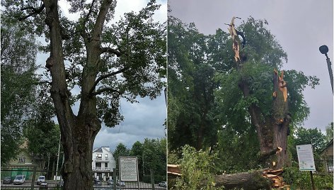 Senoji Sapiegų parko liepa neatlaikė audros