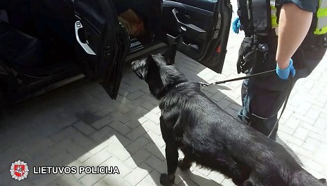 Tarnybinis policijos šuo Alfaras