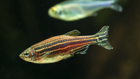 Žuvelė zebrinė danija (Danio rerio)