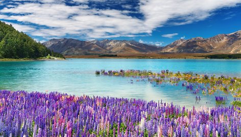 Tekapo ežeras Naujojoje Zelandijoje