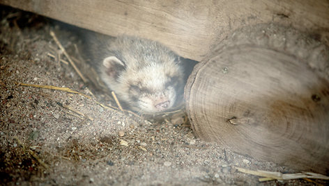 Žiema zoologijos sode