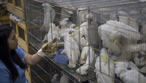 Filipinai konfiskavo &scaron;imtus kontrabanda atgabentų gyvūnų