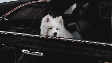 Augintinio saugumas automobilyje