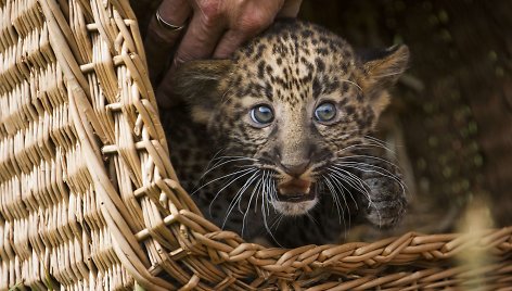 Leopardo jauniklis 