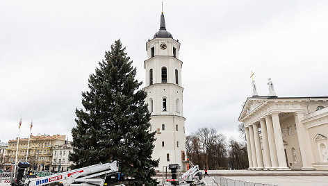 Vilniuje pradėta statyti Kalėdų eglutė