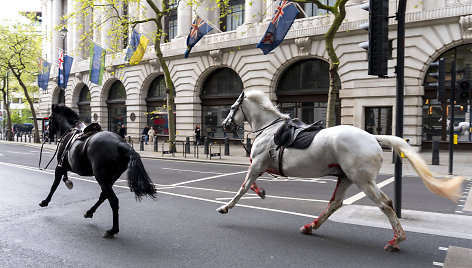 Žirgai Londono gatvėse
