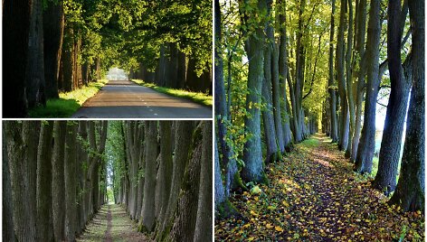 Medžių alėjos Lietuvoje