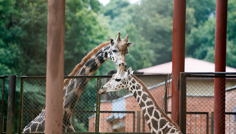 Į zoologijos sodą atgabenta žirafa