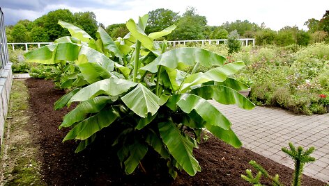Egzotinių sodų puo&scaron;mena: lauke žiemojantys bananai