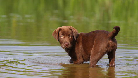 Labradoro retriveris