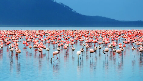 Flamingai.