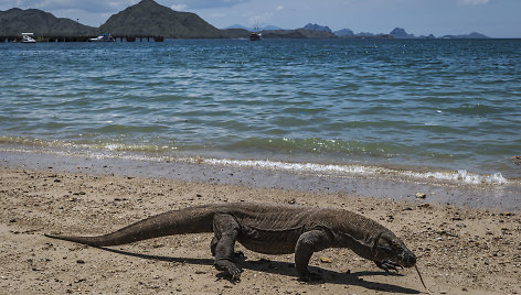 Komodo drakonas