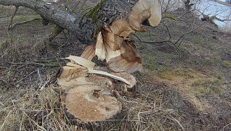 Iškirsti medžiai Rusnėje