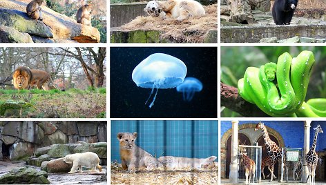 Berlyno zoologijos sode – daugybė įdomių gyvūnų