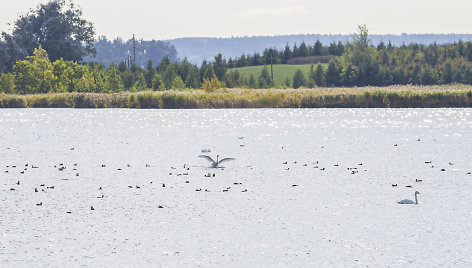 Į Žuvinto biosferos rezervatą ateina ruduo. Žaltyčio ežeras