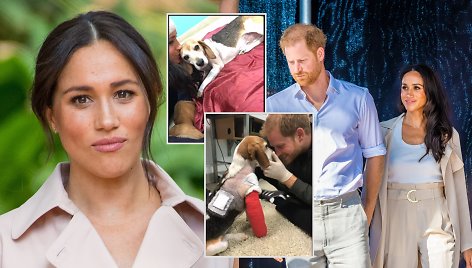 Meghan Markle, Princas Harry, augintinis Guy'us