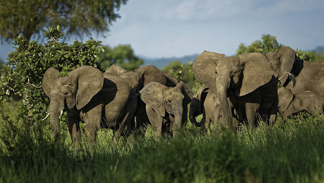 Tanzanijoje dedamos pastangos apsaugoti dramblius