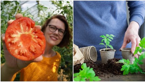 L.Liubertaitė atsakė, kada metas sėti pomidorus