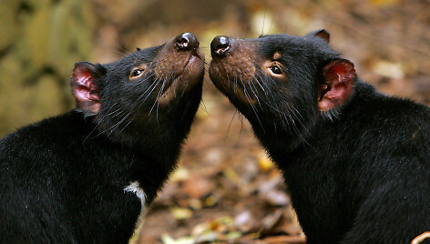 Tasmanijos velniai