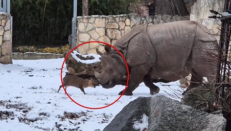 Elniukas ir raganosis