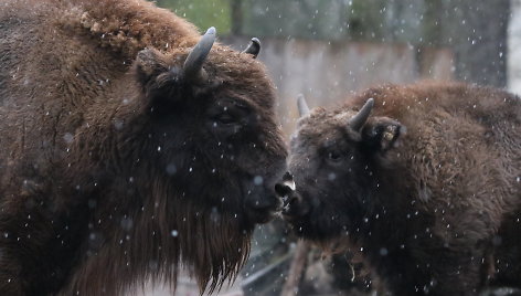 Zoologijos sodo gyvūnai