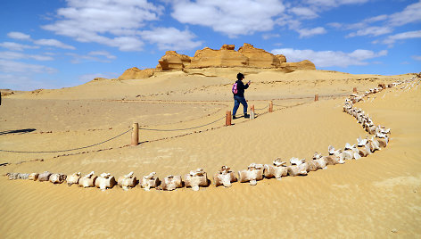 Banginių slėnis Egipte – priešistorinė jūra dykumoje, garsėjanti įspūdingomis fosilijomis