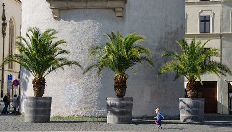 Ar verta pasikviesti į balkoną egzotinių augalų?