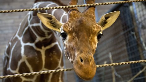 Kopenhagos zoologijos sodo žirafa Marius