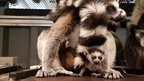 Vilniaus zoologijos sode &ndash; du lemūrų jaunikliai