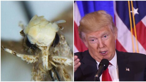 Donaldo Trumpo vardu pavadinta nauja kandžių rū&scaron;is