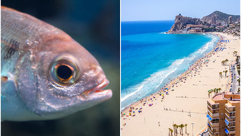 Benidormo (Ispanija) turistai buvo įspėti apie „piranijų“ tipo žuvis