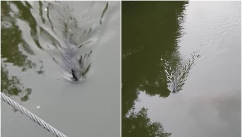 Neryje ties Vingio parku pastebėjo plaukiantį gyvūną: spėliojo, gal tai – ruonis