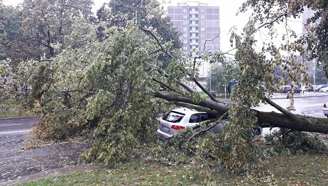 Lazdynuose medis užvirto ant automobilio