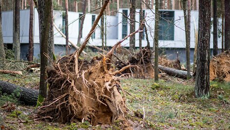 Stipraus vėjo padariniai Vilniaus mieste ir apylinkėse