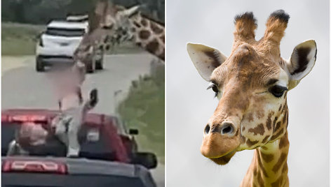 Žirafa iš automobilio iškėlė vaiką