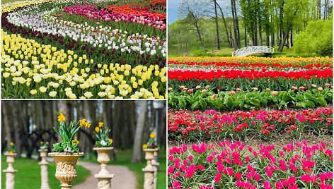 Pakruojo dvare prasidėjo tulpių ir pavasario gėlių festivalis