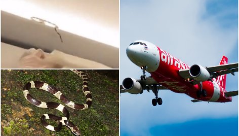 „AirAsia“ lėktuve nufilmuota gyvatė