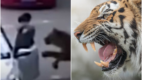 Zoologijos sode tigras sudraskė savo dukrą gelbėjusią moterį