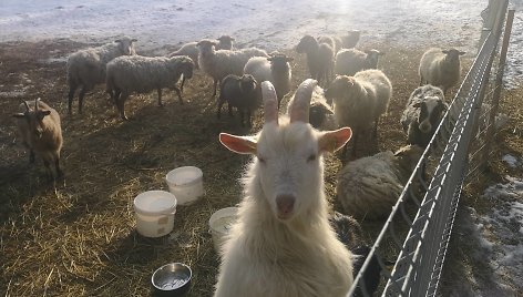 „Tautmilės prieglaudose” prieglobstį randa tiek laukiniai gyvūnai, tiek naminiai gyvuliai. „Tautmilės globa” nuotr.