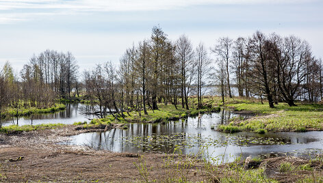 Krokų lanka