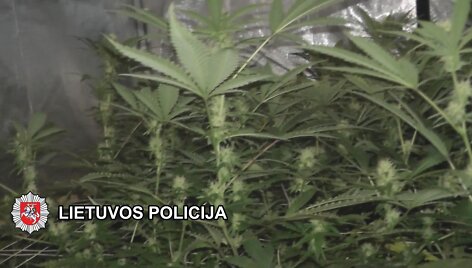 Melnragėje uostamiesčio policijos pareigūnai aptiko auginamų kanapių plantaciją.