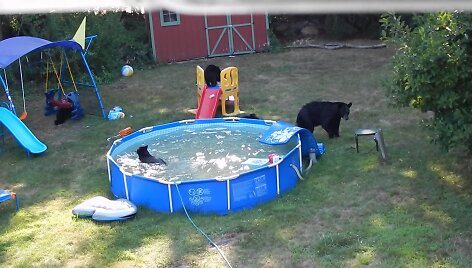 bears-take-over-rockaway-township-pool