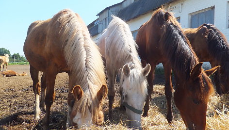 Beglobiai žirgai laukia naujų šeimininkų