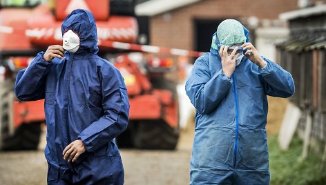 Nyderlanduose dėl paukščių gripo išpjauta 190 tūkst. ančių