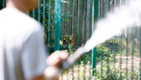 Zoologijos sodo gyventojai gaivinami vandeniu