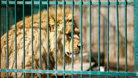 Liūtai zoologijos sode
